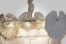 Подвесная люстра  VERONA D600