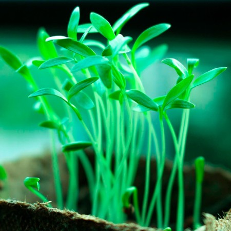 Светильник для растениеводства Feron 38277