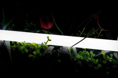 Гибкий неон 360 SWG-2360-24-NW-66